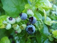 Blueberry è“èŽ“