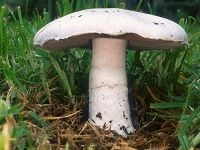 Agaricus Mushroom æ´‹è‡