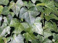 English Ivy (Hedera Helix) å¸¸æ˜¥è—¤