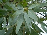 Lemon Eucalyptus æŸ æª¬æ¡‰