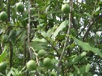 Macadamia Nut æ¾³æ´²åšæžœ