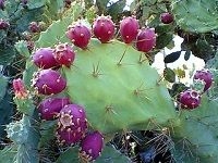 Prickly Pear Cactus ä»™äººæŽŒ