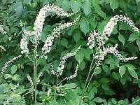 Black Cohosh é»‘å‡éº»