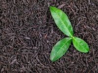 Black Tea çº¢èŒ¶