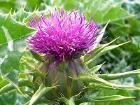 Blessed Thistle ç¥ç¦è“Ÿ