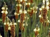 Blond Psyllium æ´‹è½¦å‰è‰