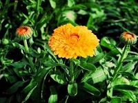 Calendula é‡‘ç›èŠ±