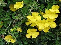 Cat's Claw