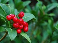 Cranberry é…¸æžœè”“