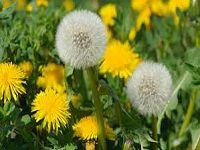 Dandelion è’²å…¬è‹±