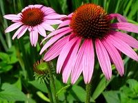 Echinacea ç´«æ¤ŽèŠ