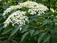 European Elder