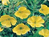 Evening Primrose Oil æœˆè§è‰æ²¹