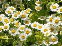 Feverfew å°ç™½èŠ