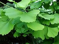 Gingko é“¶æ