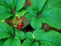Ginseng, American è¥¿æ´‹å‚