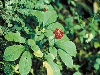 Ginseng, Panax äººå‚