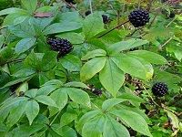 Ginseng, Siberian è¥¿ä¼¯åˆ©äºšäººå‚