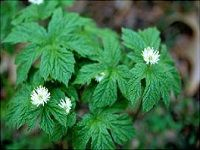 Goldenseal