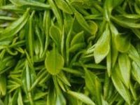 Green Tea ç»¿èŒ¶
