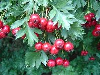 Hawthorn å±±æ¥‚