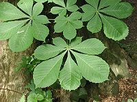 Horse Chestnut ä¸ƒå¶æ ‘