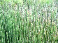 Horsetail é©¬å°¾è‰