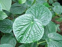 Kava å¡ç“¦èƒ¡æ¤’