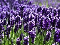 Lavender è–°è¡£è‰