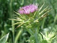 Milk Thistle æ°´é£žè“Ÿ