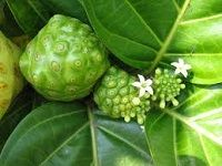 Noni è¯ºä¸½