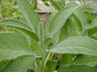 Sage è”æžè‰
