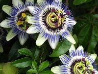 Passionflower è¥¿ç•ªèŽ²