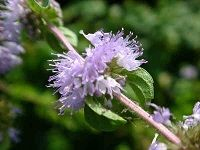 Pennyroyal æ™®åˆ—è–„è·