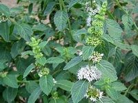 Peppermint è–„è·
