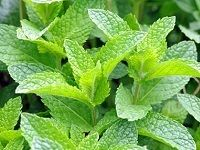 Peppermint Oil è–„è·æ²¹