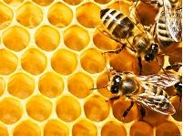 Propolis èœ‚èƒ¶