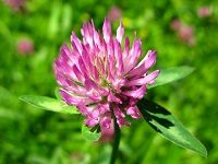 Red Clover çº¢ä¸‰å¶è‰
