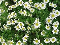 Roman Chamomile ç½—é©¬æ´‹ç”˜èŠ