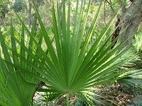 Saw Palmetto é”¯æ£•æ¦ˆ