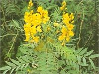 Senna å¡žçº³å¶