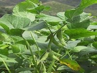 Soy å¤§è±†