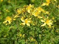 St. John's Wort åœ£çº¦ç¿°è‰