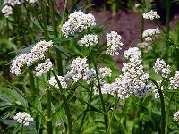 Valerian ç¼¬è‰