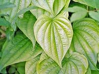Wild Yam é‡Žå±±è¯