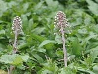 Butterbur æ¬¾å†¬