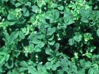 Alfalfa ç´«èŠ±è‹œè“¿