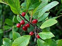Alder Buckthorn æ¬§é¼ æŽ