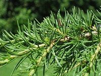Atlantic Cedar å¤§è¥¿æ´‹é›ªæ¾