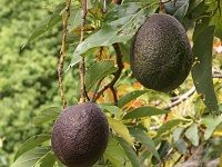 Avocado é³„æ¢¨